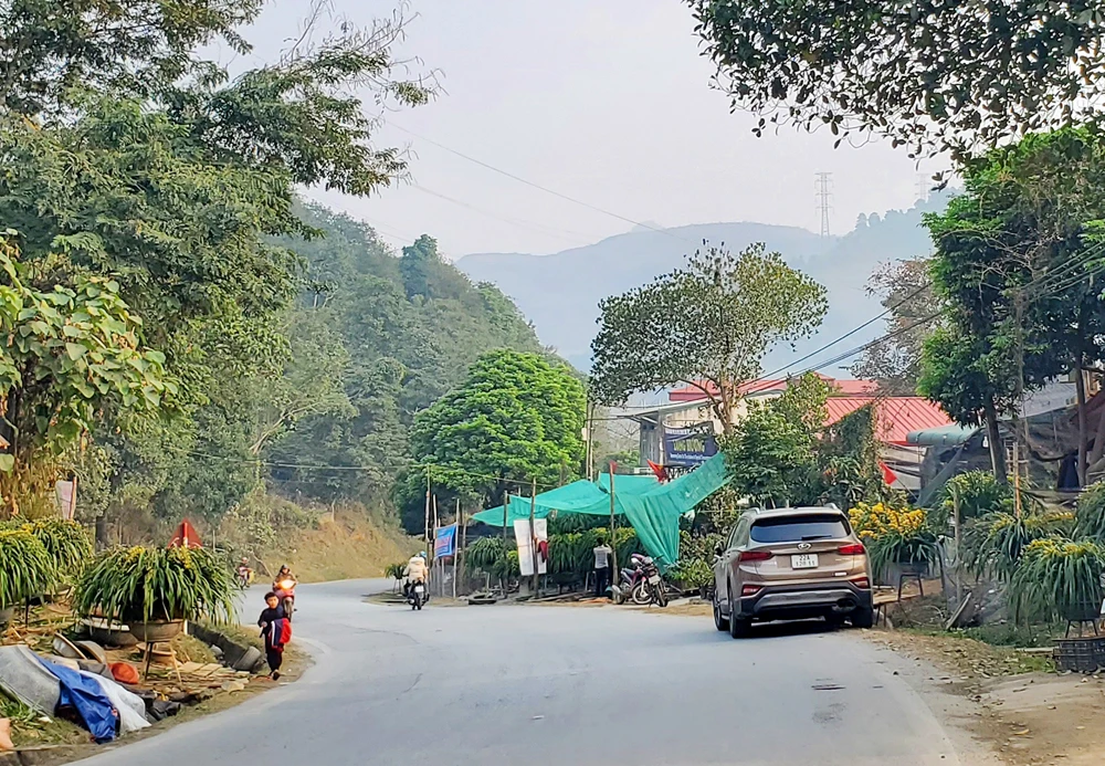 Giá địa lan giảm mạnh, người trồng lo lắng ảnh 2 Giá địa lan giảm mạnh, người trồng lo lắng ảnh 2