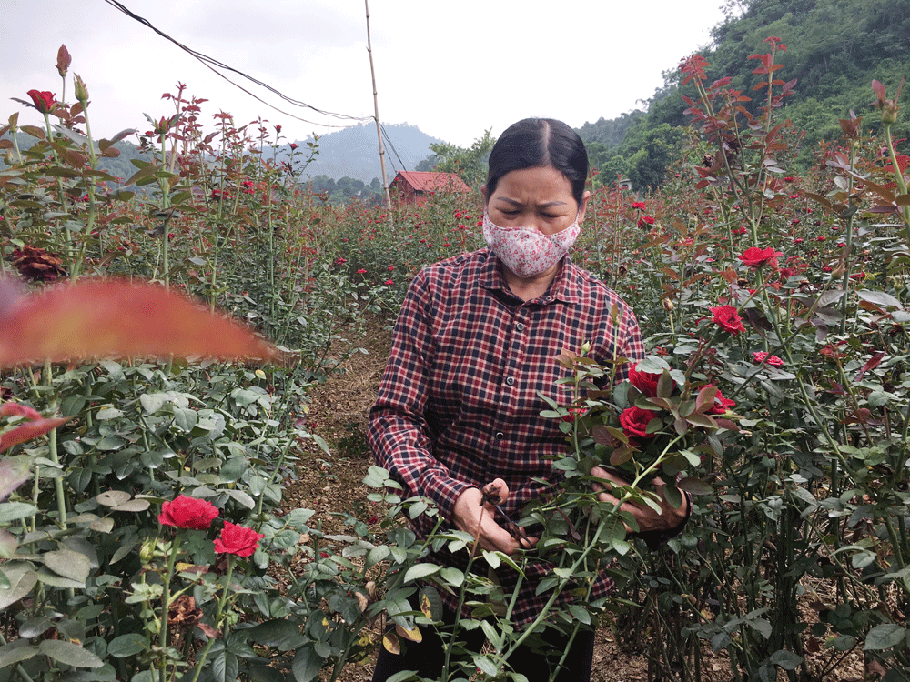 Bà Bùi Thị Đào chăm sóc vườn hoa hồng. Bà Bùi Thị Đào chăm sóc vườn hoa hồng.