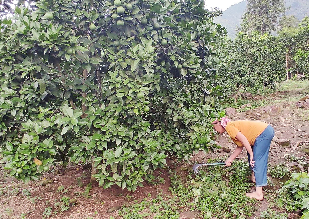 Xã Phúc Khánh mở rộng diện tích trồng cam V2 ảnh 1