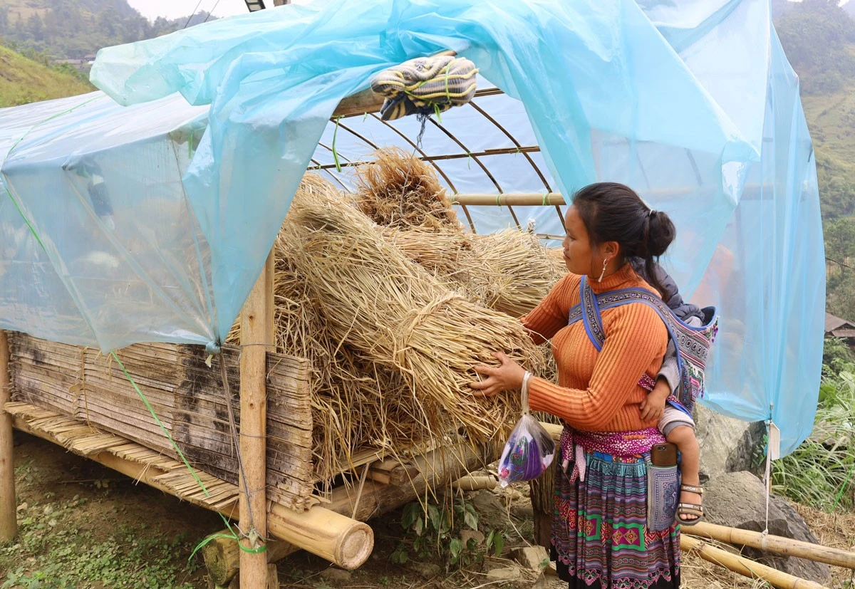 Chủ động dự trữ thức ăn cho gia súc ảnh 6