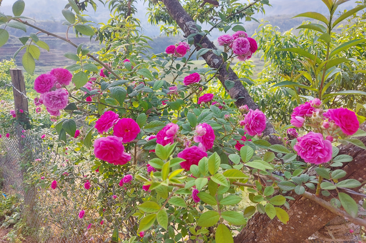 Hoa tầm xuân ở vùng đất Y Tý (huyện Bát Xát).