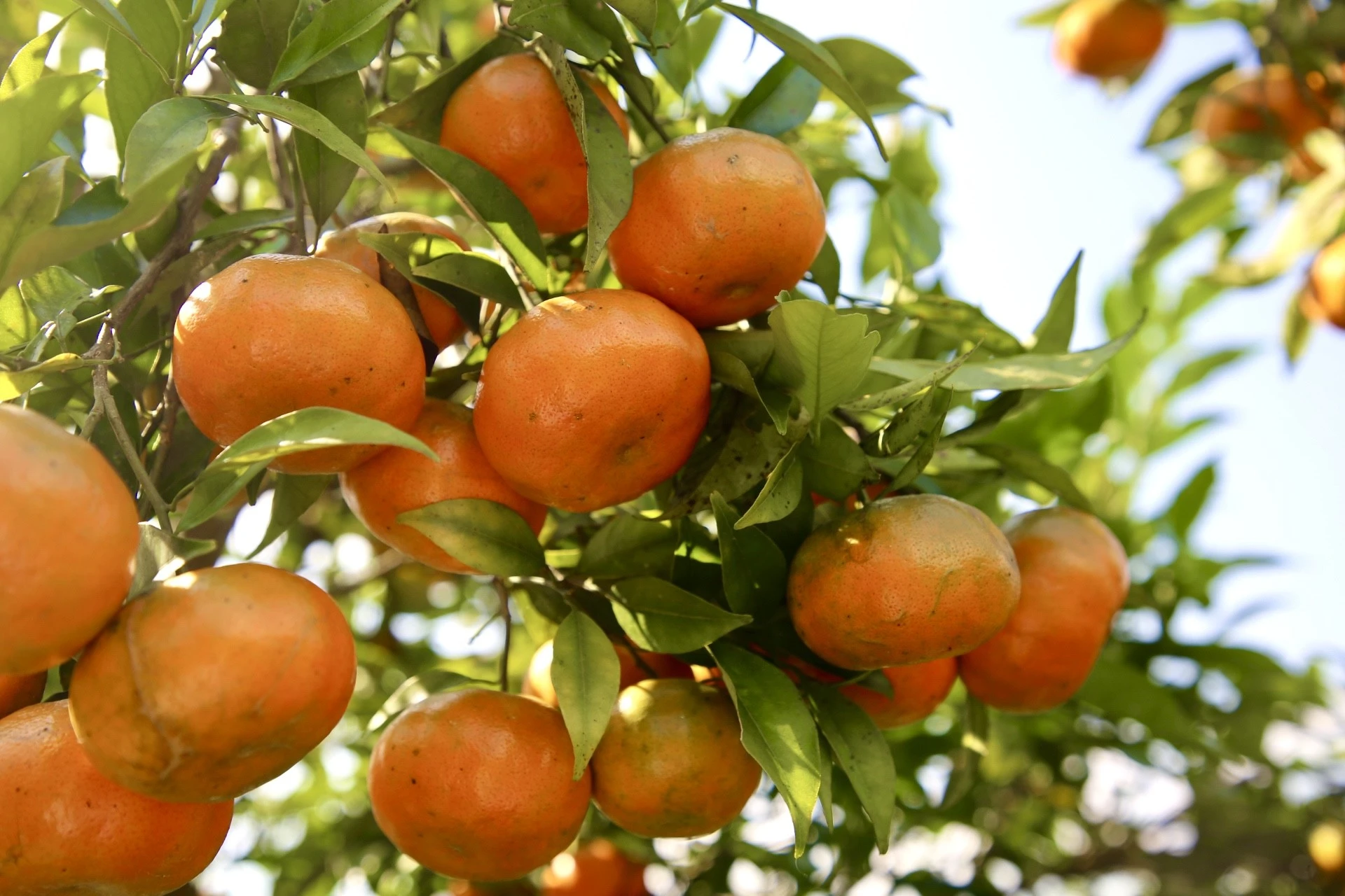 Cam canh Nậm Chảy được trồng từ năm 2016, theo tiêu chuẩn hữu cơ, với sự tham vấn kỹ thuật của một số chuyên gia nông nghiệp vùng chuyên canh cam canh.