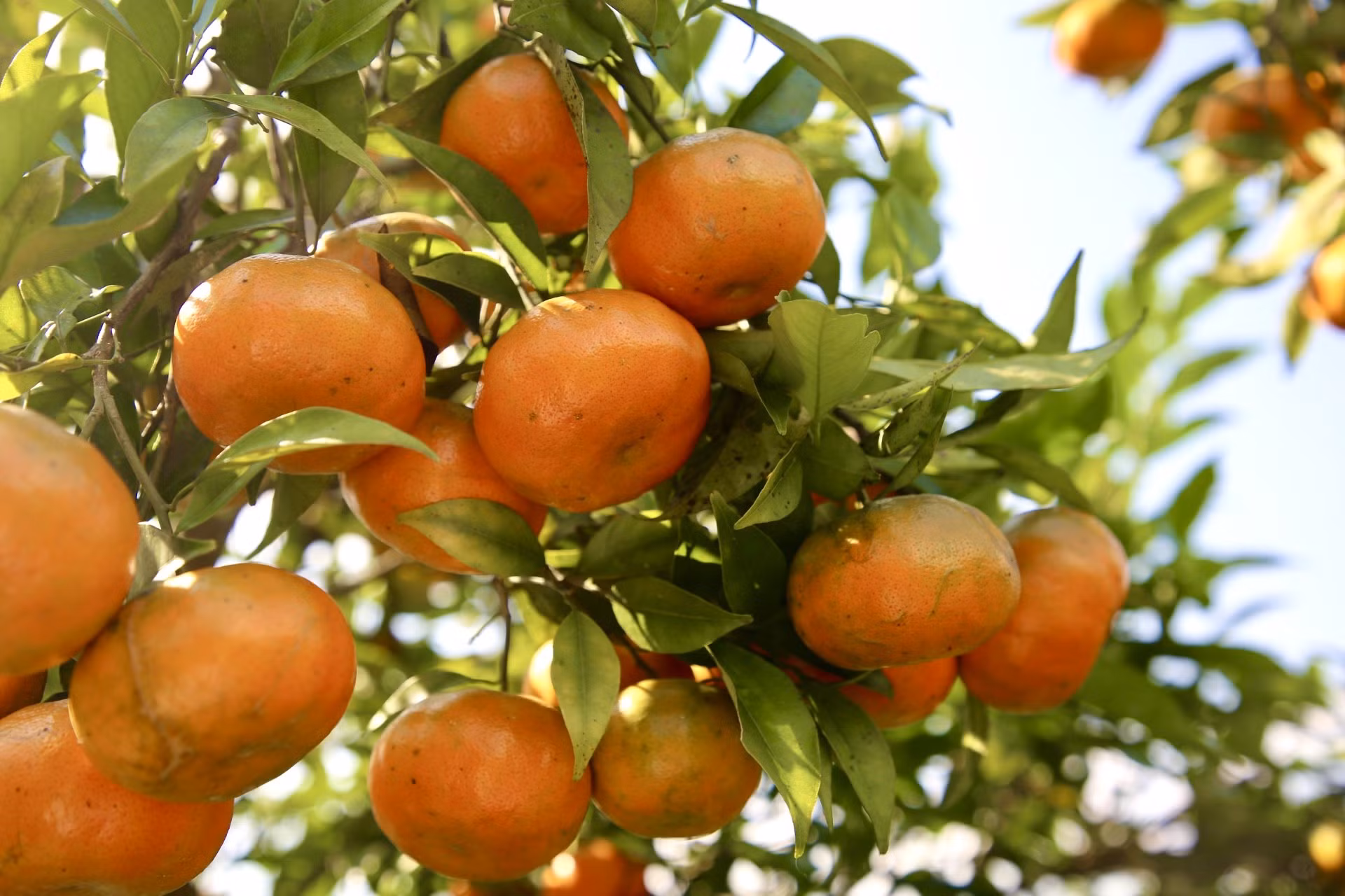 Cam canh Nậm Chảy được trồng từ năm 2016, theo tiêu chuẩn hữu cơ, với sự tham vấn kỹ thuật của một số chuyên gia nông nghiệp vùng chuyên canh cam canh.