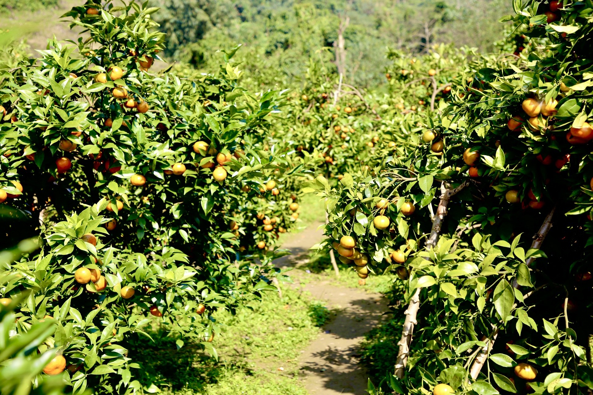 Trên địa bàn xã Nậm Chảy hiện có hơn 2 ha trồng cam canh, chủ yếu trên đất nương đồi. Trên địa bàn xã Nậm Chảy hiện có hơn 2 ha trồng cam canh, chủ yếu trên đất nương đồi.