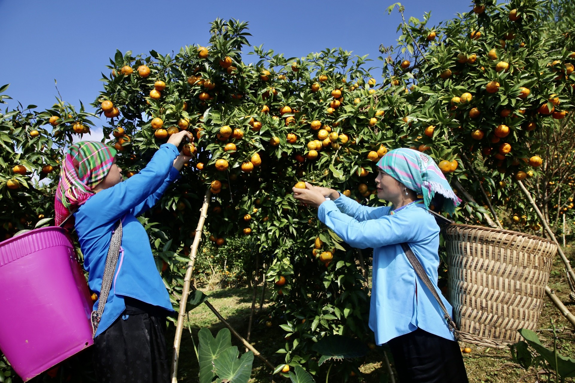 Vào cuối tháng 11, đầu tháng 12 là thời điểm cam canh bắt đầu chín rộ, nông dân Nậm Chảy bắt tay vào thu hoạch cam. Vào cuối tháng 11, đầu tháng 12 là thời điểm cam canh bắt đầu chín rộ, nông dân Nậm Chảy bắt tay vào thu hoạch cam.
