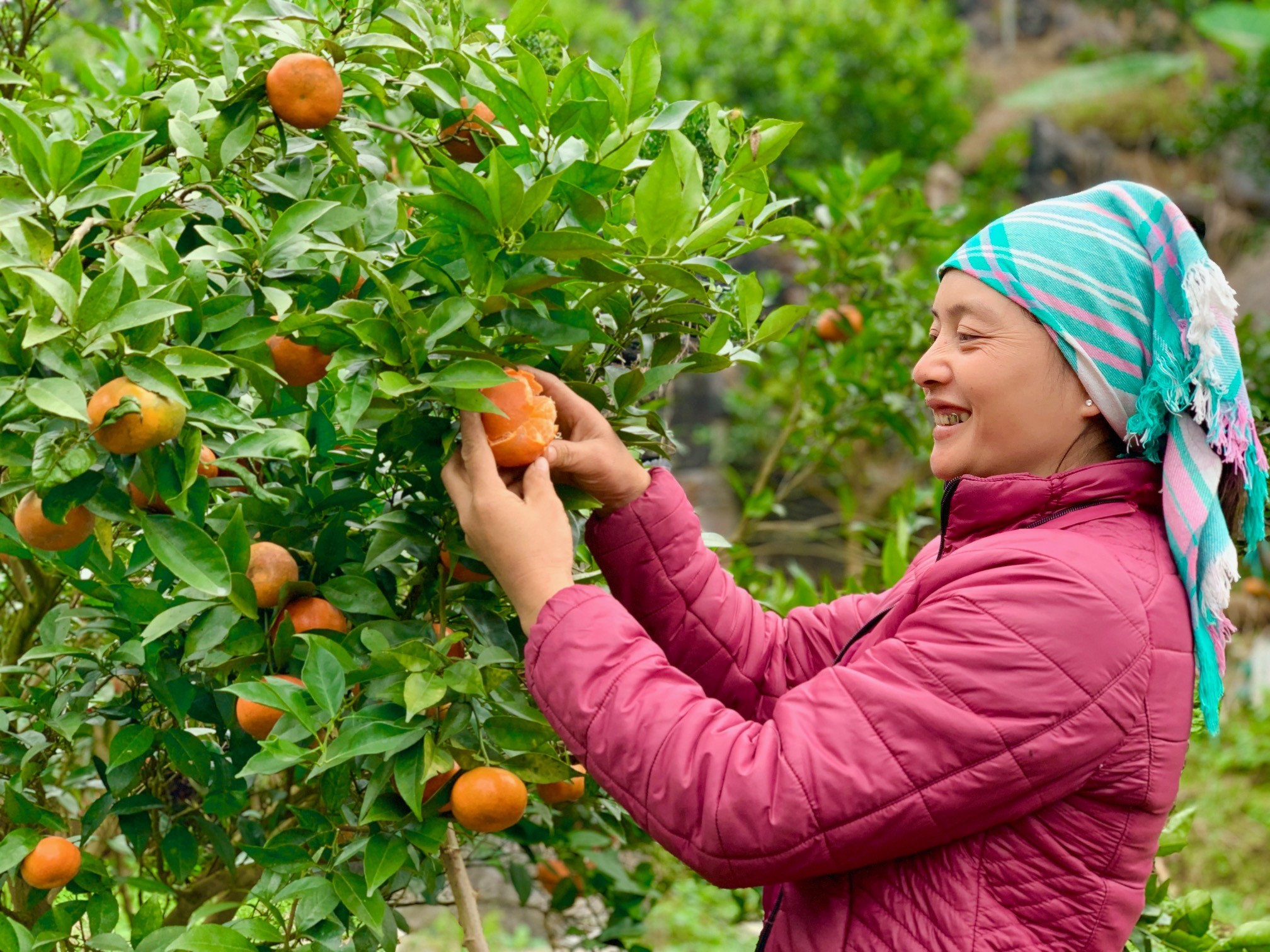 Kiểm tra độ ngọt của cam canh. Kiểm tra độ ngọt của cam canh.