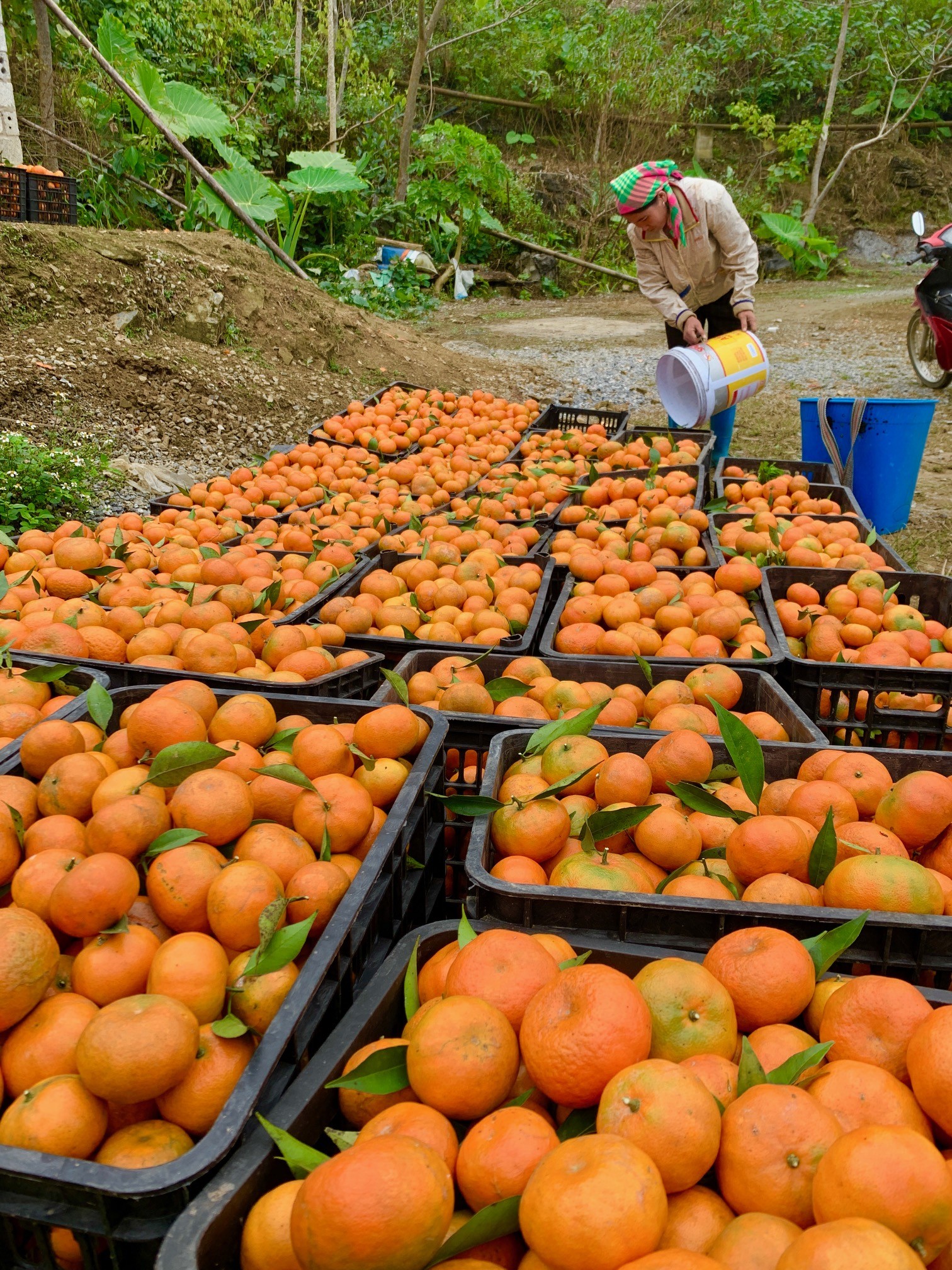 Hiện, thị trường tiêu thụ cam canh khá ổn định, giá bán từ 50.000 đồng/kg. Hiện, thị trường tiêu thụ cam canh khá ổn định, giá bán từ 50.000 đồng/kg.