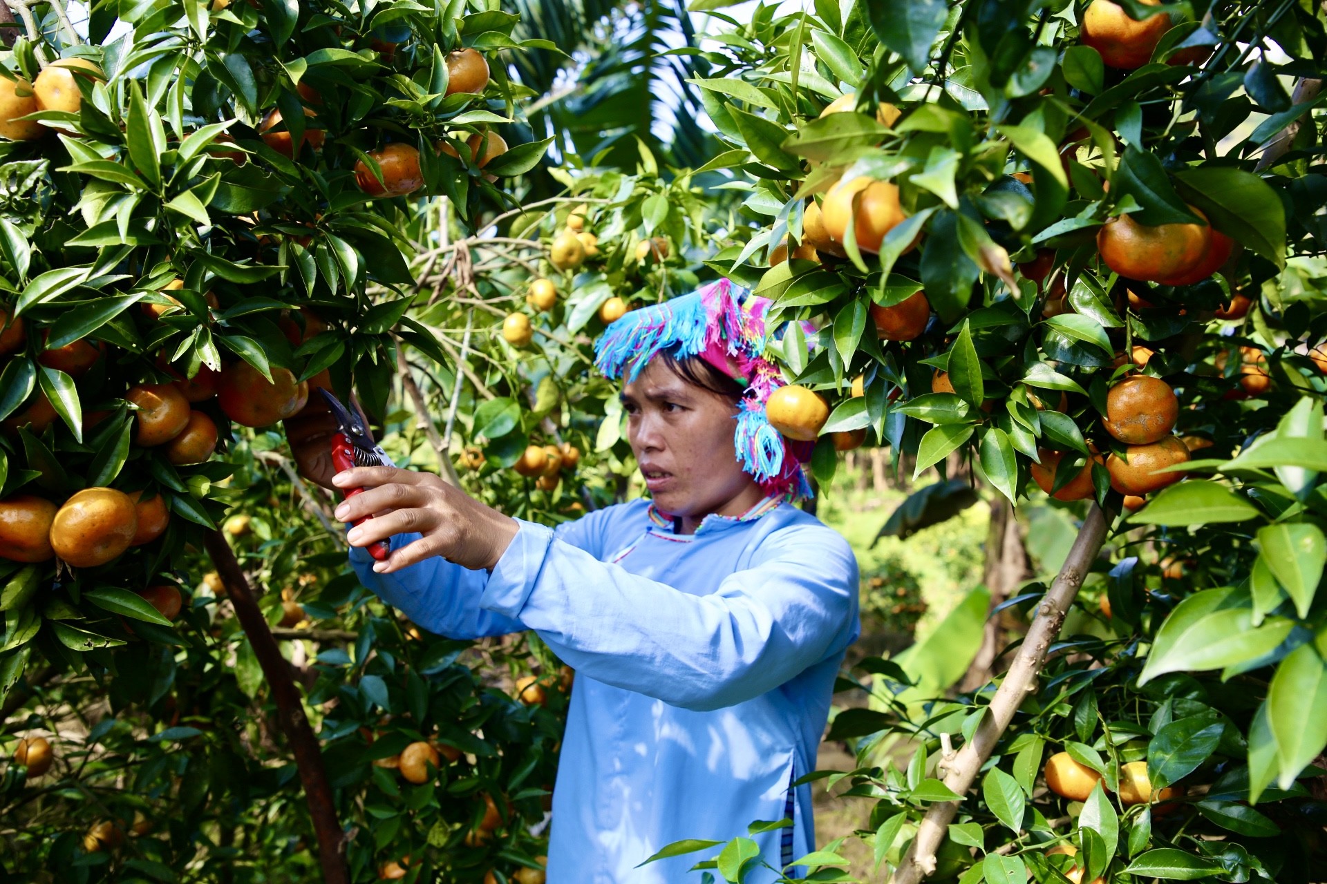 Cẩn thận chọn những trái cam đỏ đến tận cuống mới đủ điều kiện để thu hoạch. Cẩn thận chọn những trái cam đỏ đến tận cuống mới đủ điều kiện để thu hoạch.