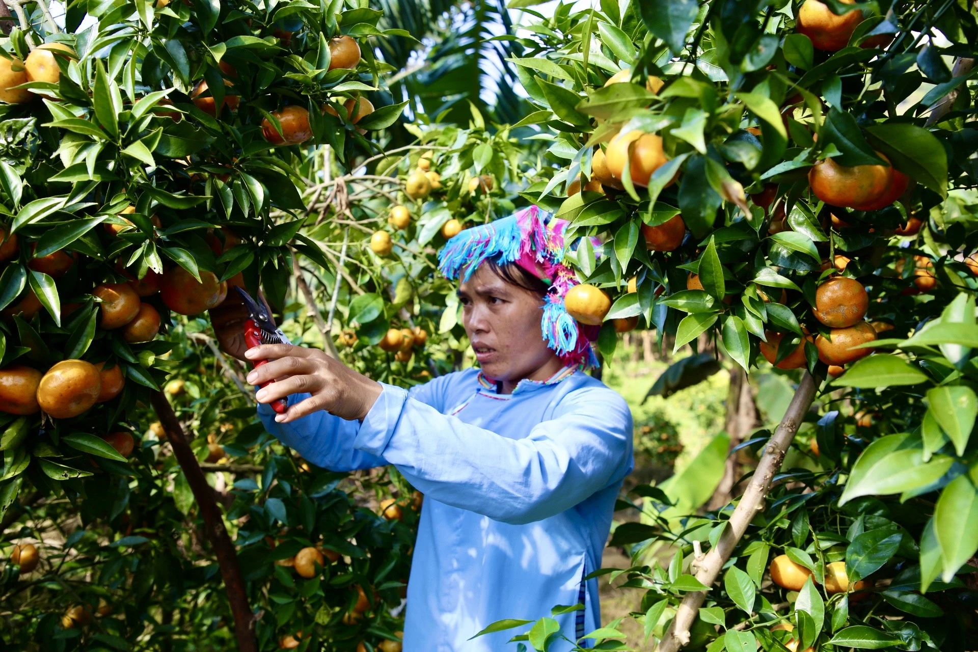 Cẩn thận chọn những trái cam đỏ đến tận cuống mới đủ điều kiện để thu hoạch.