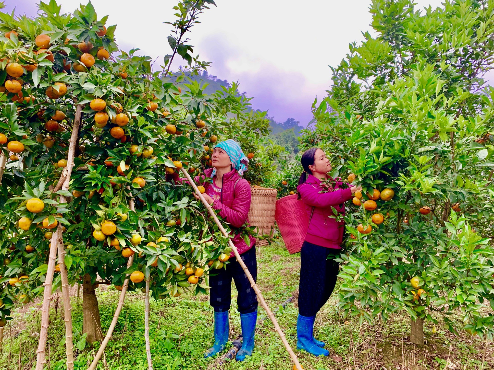 Những trái cam đỏ mọng nếu chăm sóc tốt có thể cho thu 10 tấn quả/ha. Những trái cam đỏ mọng nếu chăm sóc tốt có thể cho thu 10 tấn quả/ha.