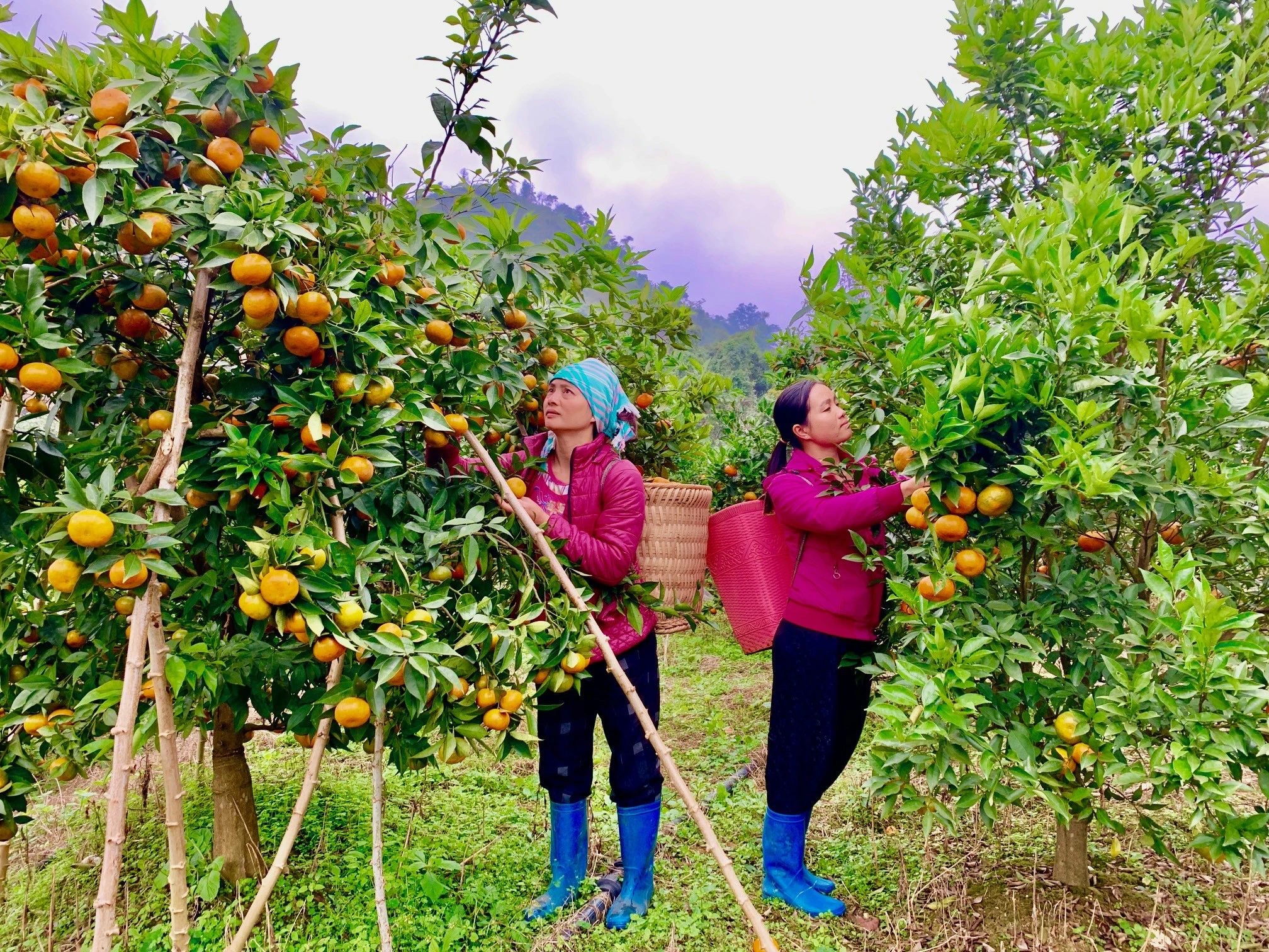 Những trái cam đỏ mọng nếu chăm sóc tốt có thể cho thu 10 tấn quả/ha.