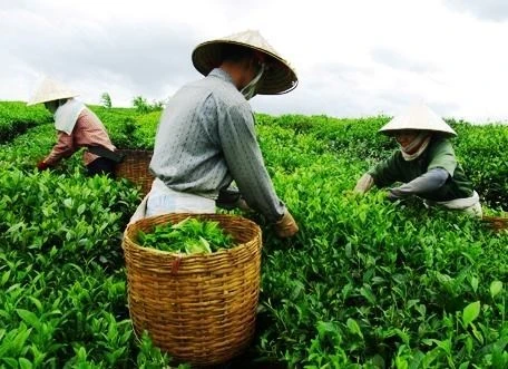 Nông dân thu hoạch chè.