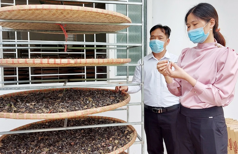 Lãnh đạo xã Tả Thàng (Mường Khương) trực tiếp tìm gặp doanh nghiệp sản xuất, chế biến chè để liên kết tiêu thụ sản phẩm cho người dân.