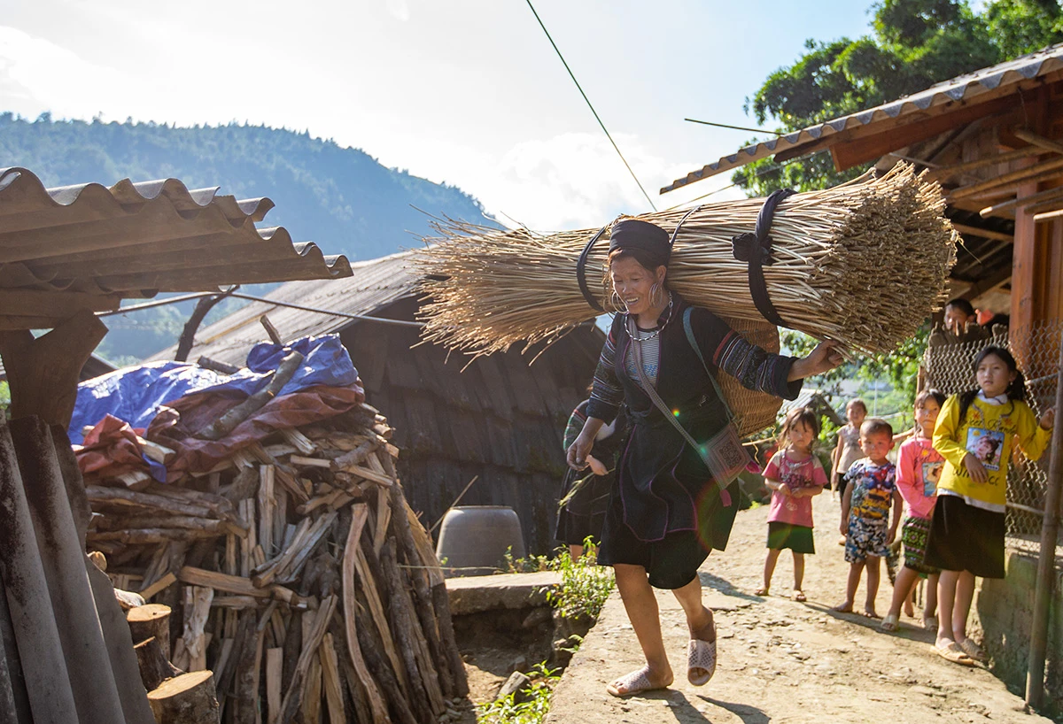 Người Mông Sa Pa vào mùa thu hoạch cây lanh, dệt vải ảnh 1 Người Mông Sa Pa vào mùa thu hoạch cây lanh, dệt vải ảnh 1