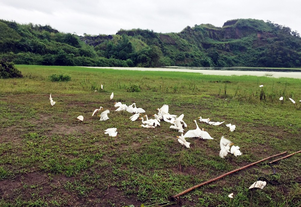 Cần chấn chỉnh nạn săn, bắt chim, cò hoang dã ảnh 1