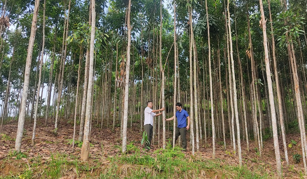 Bài cuối: Để phát triển bền vững vùng quế ảnh 1 Bài cuối: Để phát triển bền vững vùng quế ảnh 1