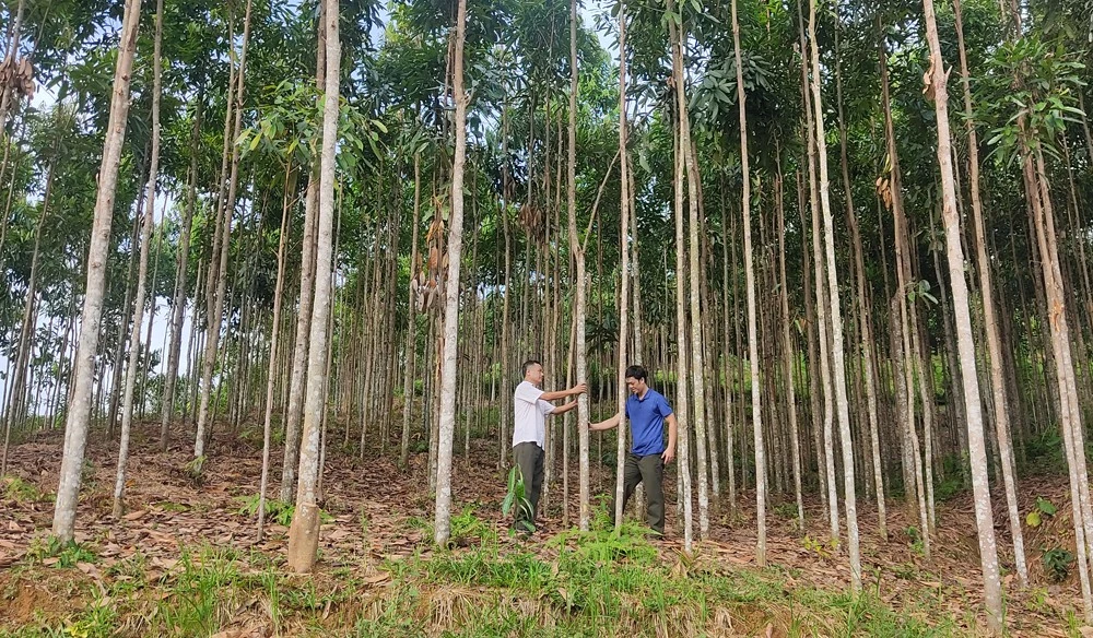 Bài cuối: Để phát triển bền vững vùng quế ảnh 1