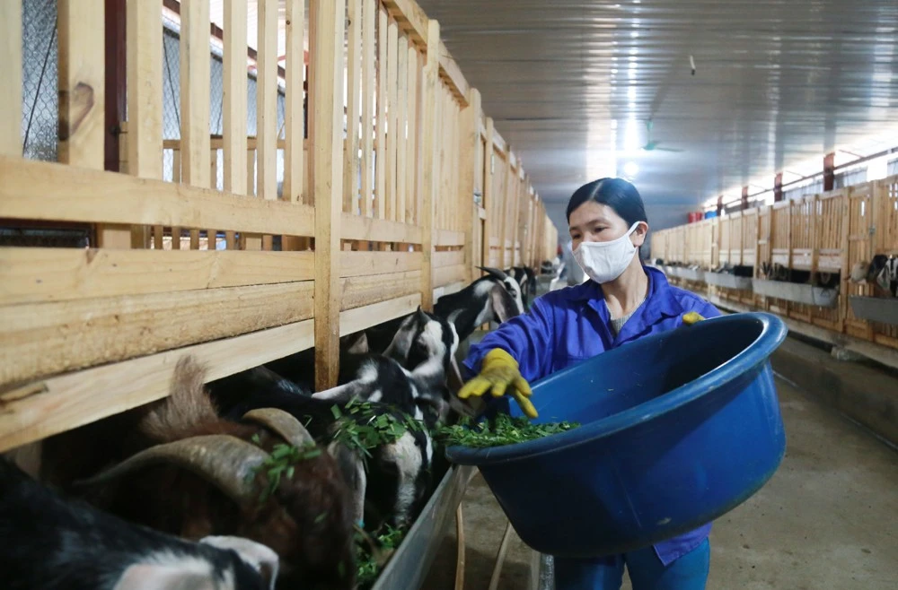 Mô hình chăn nuôi ở xã Phúc Khánh.