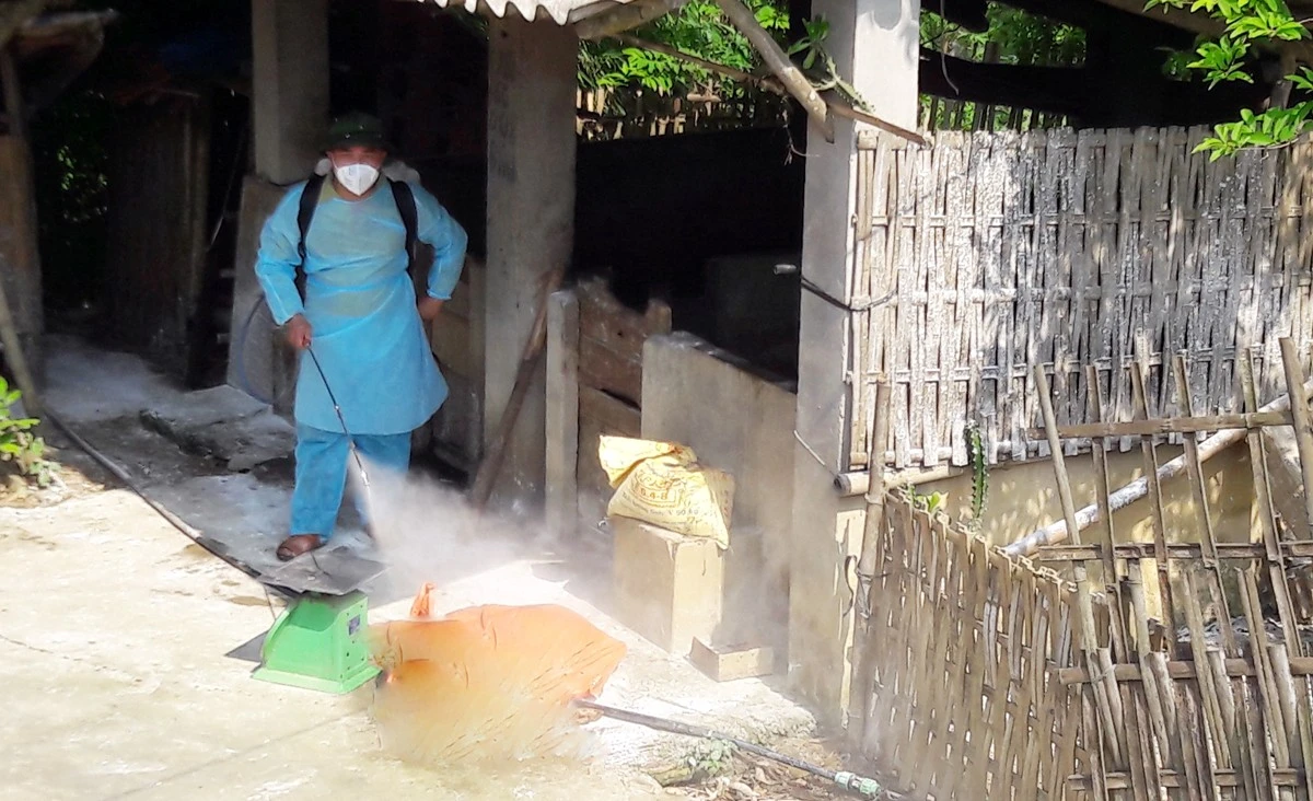 Các địa phương đã khống chế được bệnh dịch tả lợn châu Phi. Ảnh minh họa