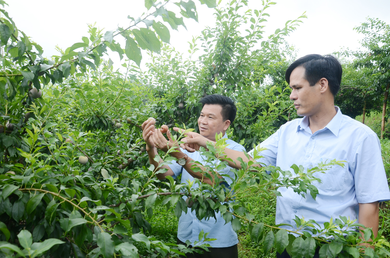 Mô hình kỹ thuật mới trồng cây đào xanh. Tham quan mô hình kỹ thuật mới trồng cây mận Tam hoa cho năng suất cao tại Trại Nghiên cứu và sản xuất rau quả Bắc Hà.