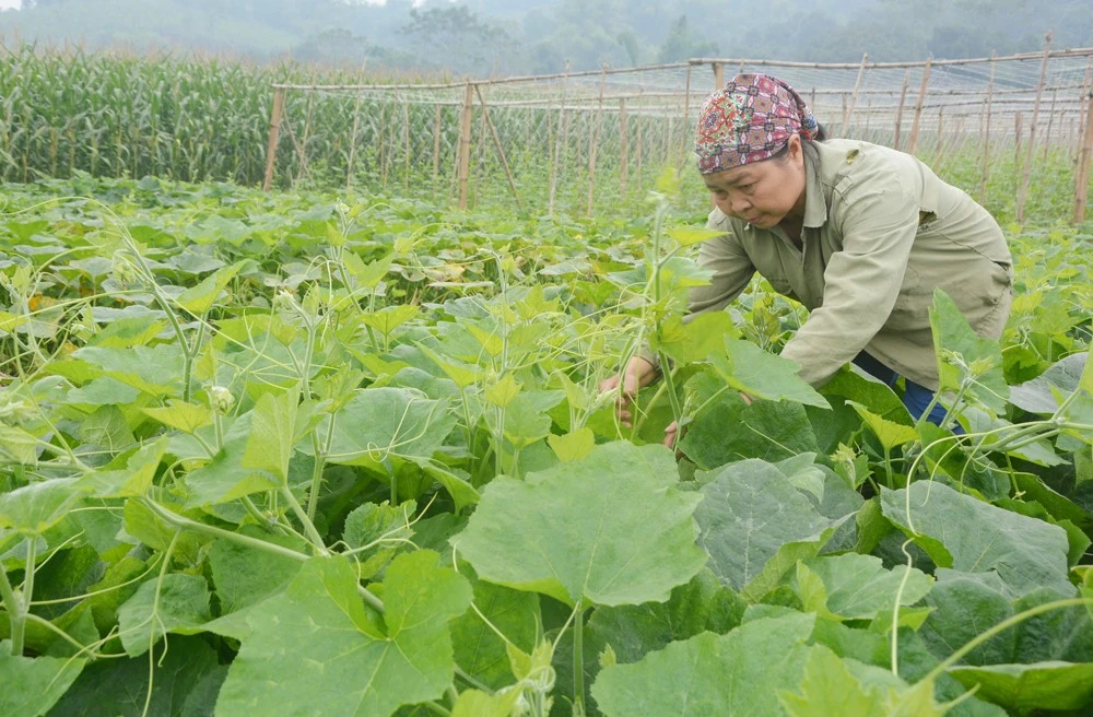 Bà Nguyễn Thị Uyên cắt rau đi bán.