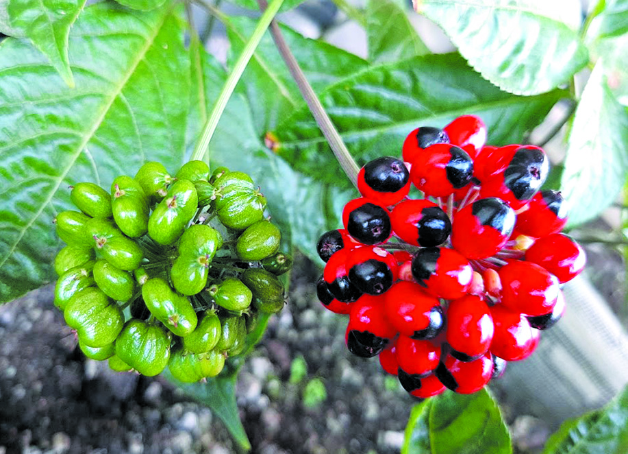 Đưa sâm Ngọc Linh lên núi Hoàng Liên ảnh 3 Đưa sâm Ngọc Linh lên núi Hoàng Liên ảnh 3