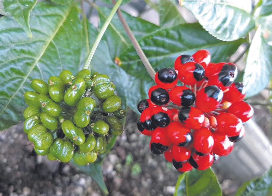 Đưa sâm Ngọc Linh lên núi Hoàng Liên ảnh 3