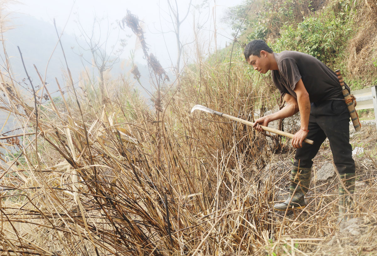 Trên các sườn núi cao, người dân hối hả vào vụ. Nông cụ sau thời gian dài "nghỉ ngơi" được rèn sắc để vào vụ mới. Phát quang nương rẫy, làm đất là khâu quan trọng cần đến sức khỏe của nam giới. Người Dao đỏ xã Dền Sáng (Bát Xát) gieo trồng vụ mới. Nông dân xã Cốc Ly (Bắc Hà) đổi công giúp nhau trồng ngô. Chủ yếu được trồng trên dốc núi đá, nên các công đoạn trồng ngô được làm thủ công. Những nơi đất bằng phẳng, gần mạch nước, ngô sẽ sinh trưởng, phát triển nhanh hơn. Kiểm tra hạt trước khi xuống giống... ... tất cả cho một mùa vụ bội thu. Trên các sườn núi cao, người dân hối hả vào vụ. Nông cụ sau thời gian dài "nghỉ ngơi" được rèn sắc để vào vụ mới. Phát quang nương rẫy, làm đất là khâu quan trọng cần đến sức khỏe của nam giới. Người Dao đỏ xã Dền Sáng (Bát Xát) gieo trồng vụ mới. Nông dân xã Cốc Ly (Bắc Hà) đổi công giúp nhau trồng ngô. Chủ yếu được trồng trên dốc núi đá, nên các công đoạn trồng ngô được làm thủ công. Những nơi đất bằng phẳng, gần mạch nước, ngô sẽ sinh trưởng, phát triển nhanh hơn. Kiểm tra hạt trước khi xuống giống... ... tất cả cho một mùa vụ bội thu.