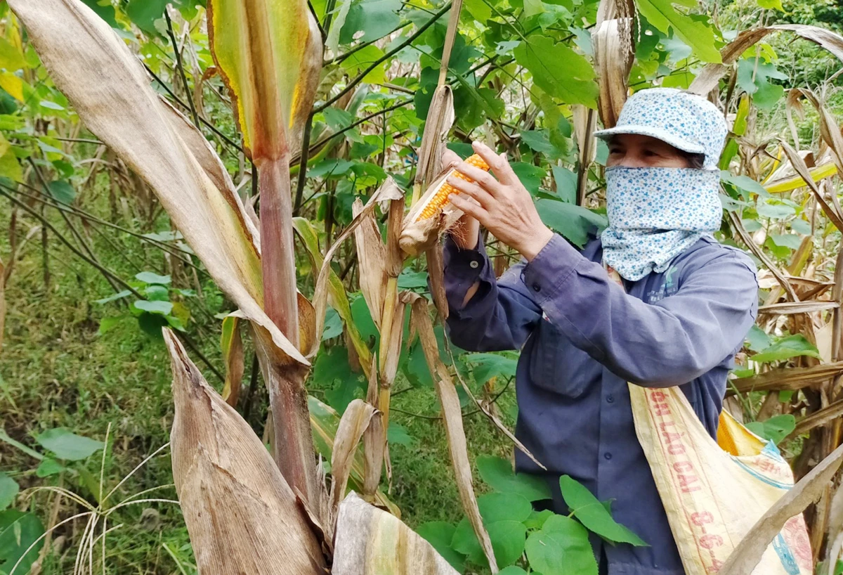 Người dân xã Bản Lầu thu hoạch ngô xuân.