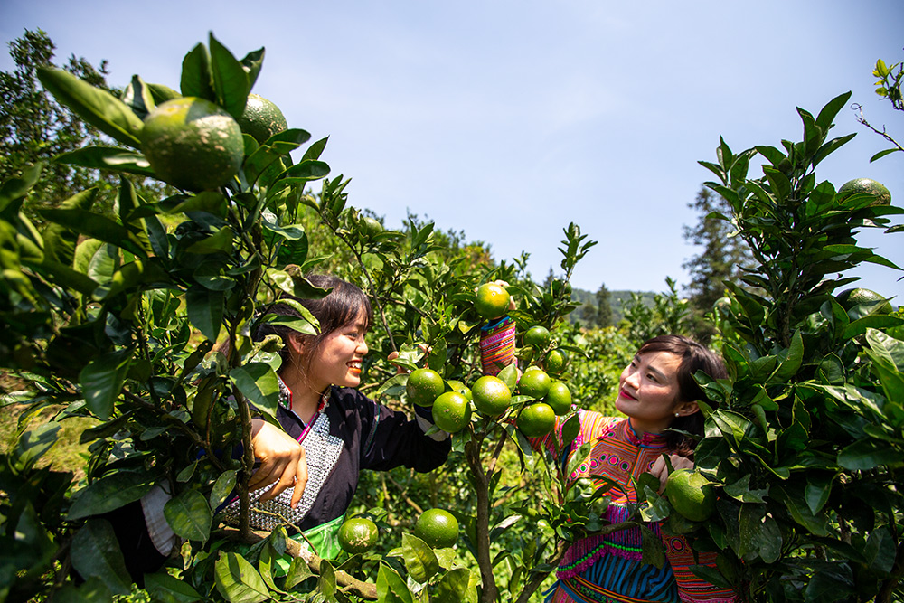Quýt Mường Khương được coi là cây xóa đói, giảm nghèo cho các hộ đồng bào dân tộc Pa Dí, Mông ở Mường Khương. Quýt Mường Khương quả dẹt khi chín có màu vàng, vỏ mỏng, dễ bóc, vị ngọt và ít xơ. Quýt Mường Khương được chăm sóc cẩn thận. Quả quýt năm nay được đánh giá chất lượng tốt, ngon ngọt hơn và cũng được giá cao hơn so với mọi năm. Quýt Mường Khương đã được cấp chứng chỉ 3 sao trong chương trình OCOP của Lào Cai. Nhiều khách hàng tại thành phố Lào Cai đến đặt và mua sản phẩm quýt Mường Khương.