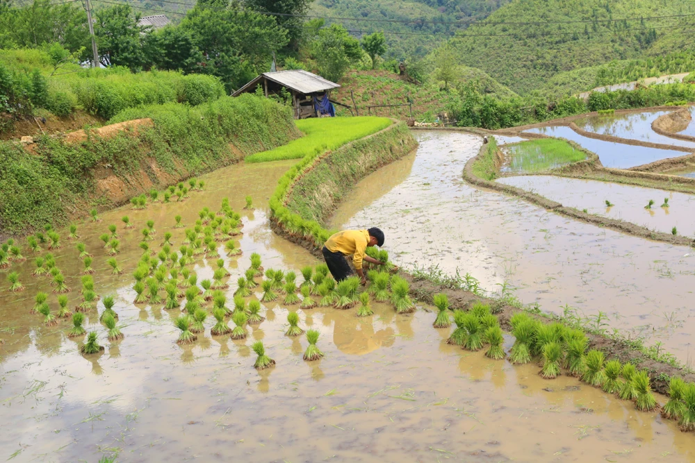 Tháng 5 đến với những cơn mưa rào đổ nước xuống ruộng bậc thang, đây cũng là thời điểm đồng bào vùng cao Bát Xát bước vào vụ cấy lúa mới. Hình ảnh quen thuộc trong mùa nước đổ của vùng cao Bát Xát là cày ruộng bậc thang bằng sức trâu kéo. Hiện nay, nhiều hộ gia đình ở Y Tý mua máy cày để cày bừa thay trâu giúp công việc thuận lợi và đỡ vất vả hơn. Ở một số triền núi đá thuộc xã Dền Sáng, cả trâu và máy cày không sử dụng được, đồng bào Dao đỏ chỉ còn cách dùng cuốc để cuốc ruộng. Thanh niên người Mông xã A Lù giúp nhau cuốc ruộng theo hình thức đổi công để đẩy nhanh tiến độ việc đồng áng. Đồng bào Hà Nhì xã Trịnh Tường đắp bờ ruộng bậc thang giữ nước cấy lúa. Các gia đình ở thôn Phìn Hồ (xã Y Tý) giúp nhau nhổ mạ để cấy cho kịp thời vụ. Mạ đã đủ tuổi được bó thành từng bó chia ra các khu ruộng để cấy. Bức tranh vùng cao Bát Xát lunh linh sắc màu, đường nét.