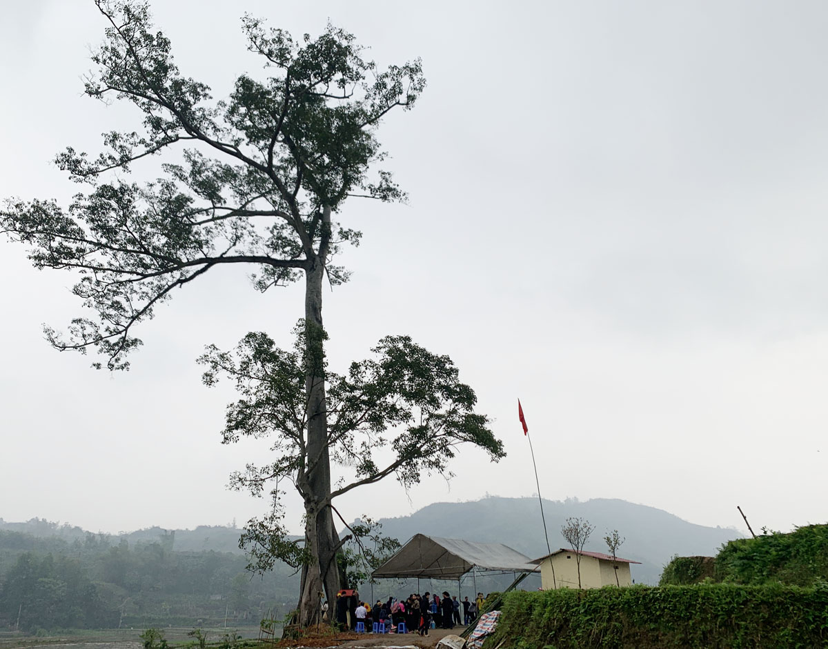 Người Tày ở Hợp Thành khôi phục nghi lễ thiêng dưới gốc đa làng ảnh 1 Người Tày ở Hợp Thành khôi phục nghi lễ thiêng dưới gốc đa làng ảnh 1