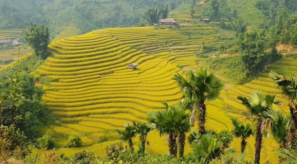 Mùa lúa chín ở Bản Liền.