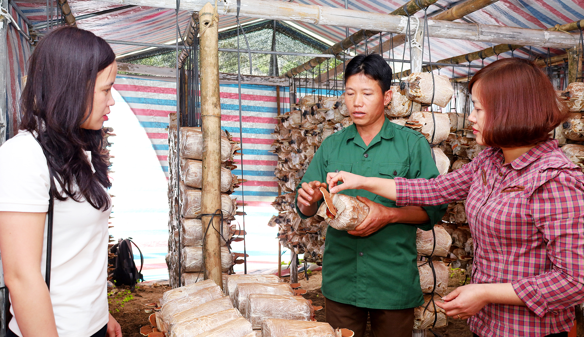 Người dân xã Tả Van và cán bộ Phòng Kinh tế thị xã kiểm tra sự phát triển của nấm linh chi. (Ảnh chụp trước ngày 27/4/2021)