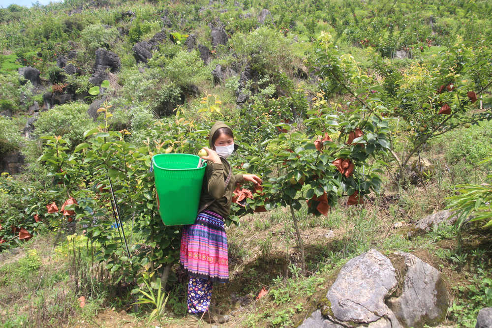 Nông dân Mường Khương thu hoạch lê.