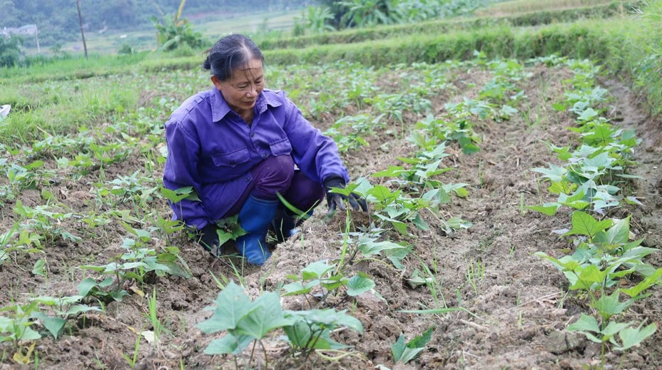 Nông dân xã Hợp Thành chủ động sản xuất vụ đông.