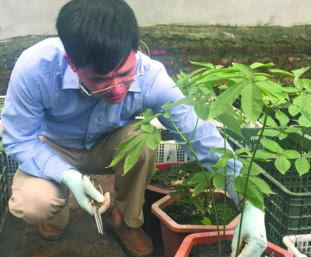 Đưa sâm Ngọc Linh lên núi Hoàng Liên ảnh 1 Đưa sâm Ngọc Linh lên núi Hoàng Liên ảnh 1