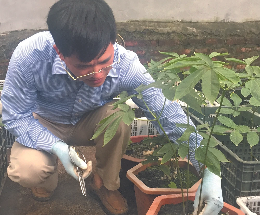 Đưa sâm Ngọc Linh lên núi Hoàng Liên ảnh 1