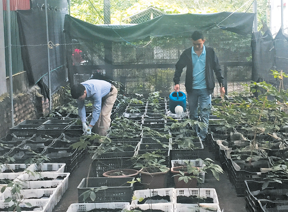 Sâm Ngọc linh. Sâm Ngọc linh.