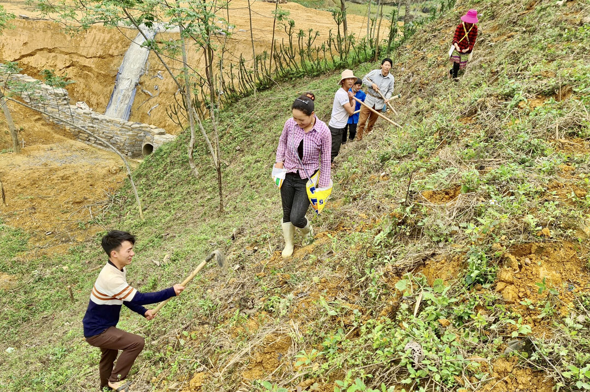Trên các sườn núi cao, người dân hối hả vào vụ. Nông cụ sau thời gian dài "nghỉ ngơi" được rèn sắc để vào vụ mới. Phát quang nương rẫy, làm đất là khâu quan trọng cần đến sức khỏe của nam giới. Người Dao đỏ xã Dền Sáng (Bát Xát) gieo trồng vụ mới. Nông dân xã Cốc Ly (Bắc Hà) đổi công giúp nhau trồng ngô. Chủ yếu được trồng trên dốc núi đá, nên các công đoạn trồng ngô được làm thủ công. Những nơi đất bằng phẳng, gần mạch nước, ngô sẽ sinh trưởng, phát triển nhanh hơn. Kiểm tra hạt trước khi xuống giống... ... tất cả cho một mùa vụ bội thu. Trên các sườn núi cao, người dân hối hả vào vụ. Nông cụ sau thời gian dài "nghỉ ngơi" được rèn sắc để vào vụ mới. Phát quang nương rẫy, làm đất là khâu quan trọng cần đến sức khỏe của nam giới. Người Dao đỏ xã Dền Sáng (Bát Xát) gieo trồng vụ mới. Nông dân xã Cốc Ly (Bắc Hà) đổi công giúp nhau trồng ngô. Chủ yếu được trồng trên dốc núi đá, nên các công đoạn trồng ngô được làm thủ công. Những nơi đất bằng phẳng, gần mạch nước, ngô sẽ sinh trưởng, phát triển nhanh hơn. Kiểm tra hạt trước khi xuống giống... ... tất cả cho một mùa vụ bội thu.