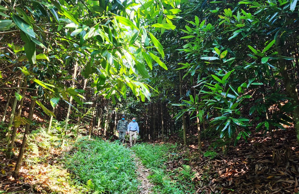 Những rừng quế của ông Bình được bố trí khoa học, có đường rộng để thuận tiện cho việc vận chuyển sản phẩm.