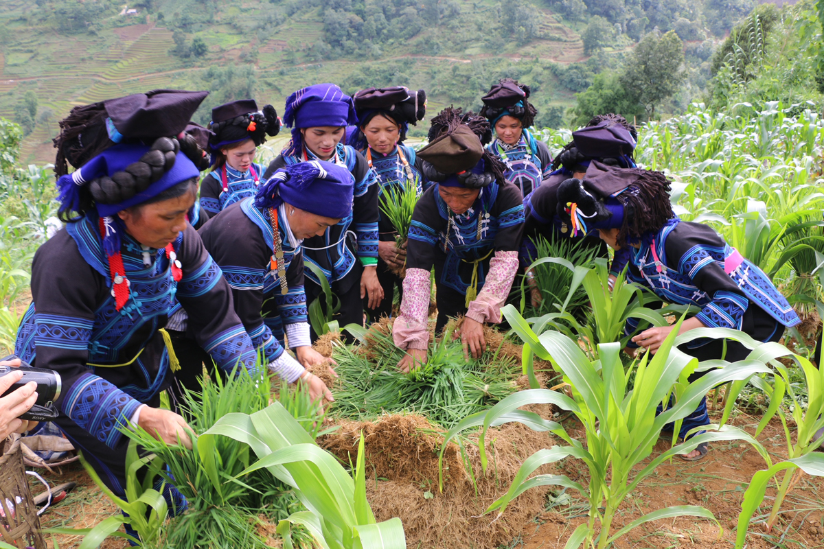 Nghi thức cúng ruộng của người Hà Nhì ảnh 1