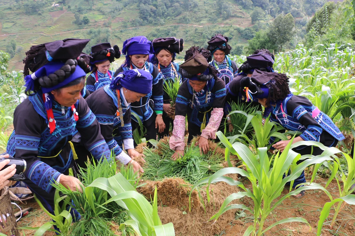 Nghi thức cúng ruộng của người Hà Nhì ảnh 1