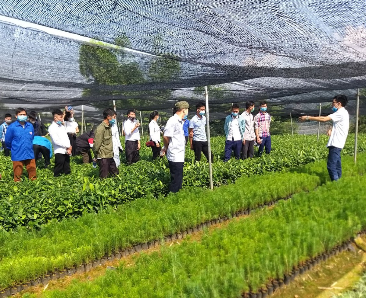 Trao đổi kinh nghiệm sản xuất, kinh doanh quế bền vững ảnh 1 Trao đổi kinh nghiệm sản xuất, kinh doanh quế bền vững ảnh 1