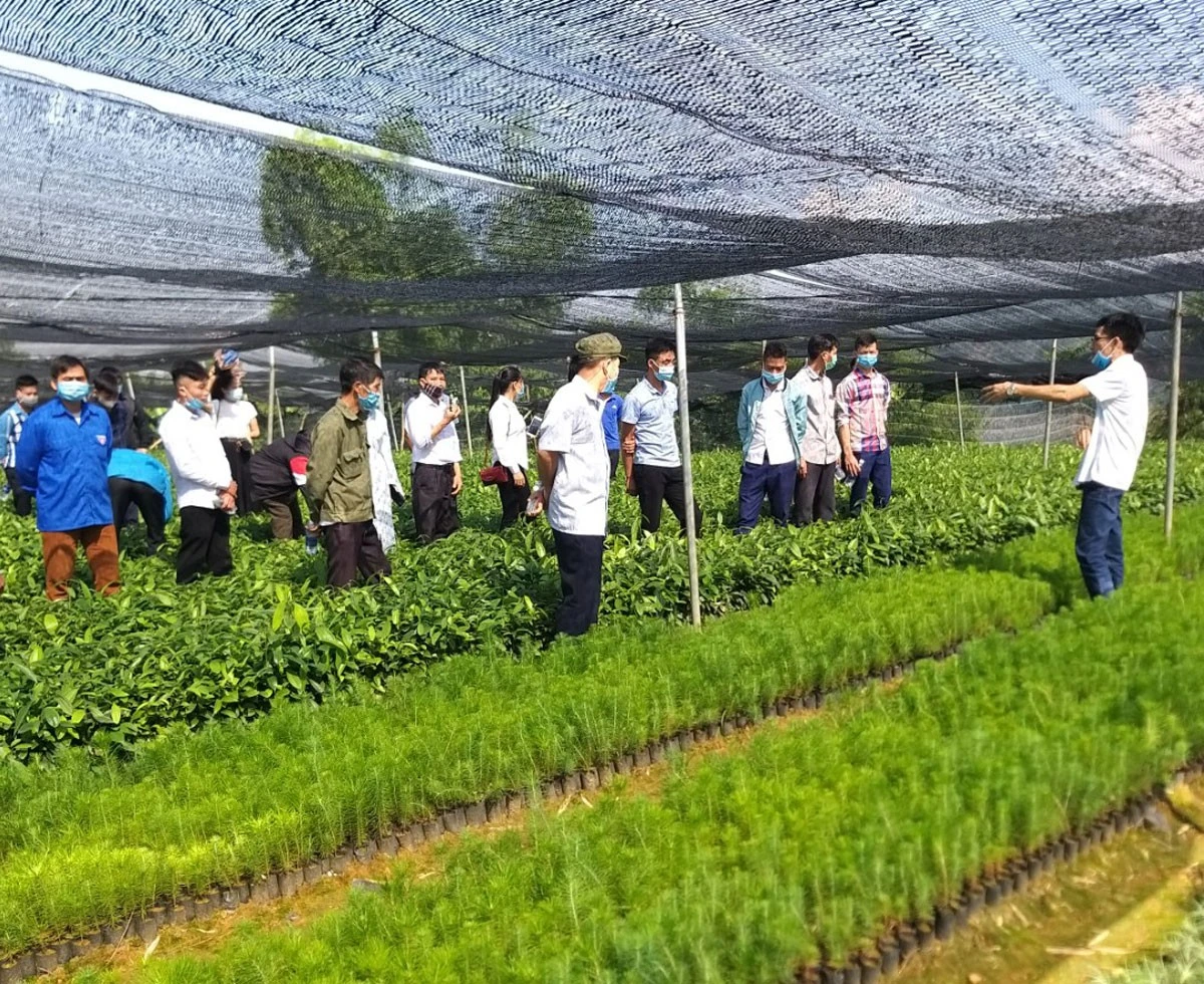 Trao đổi kinh nghiệm sản xuất, kinh doanh quế bền vững ảnh 1