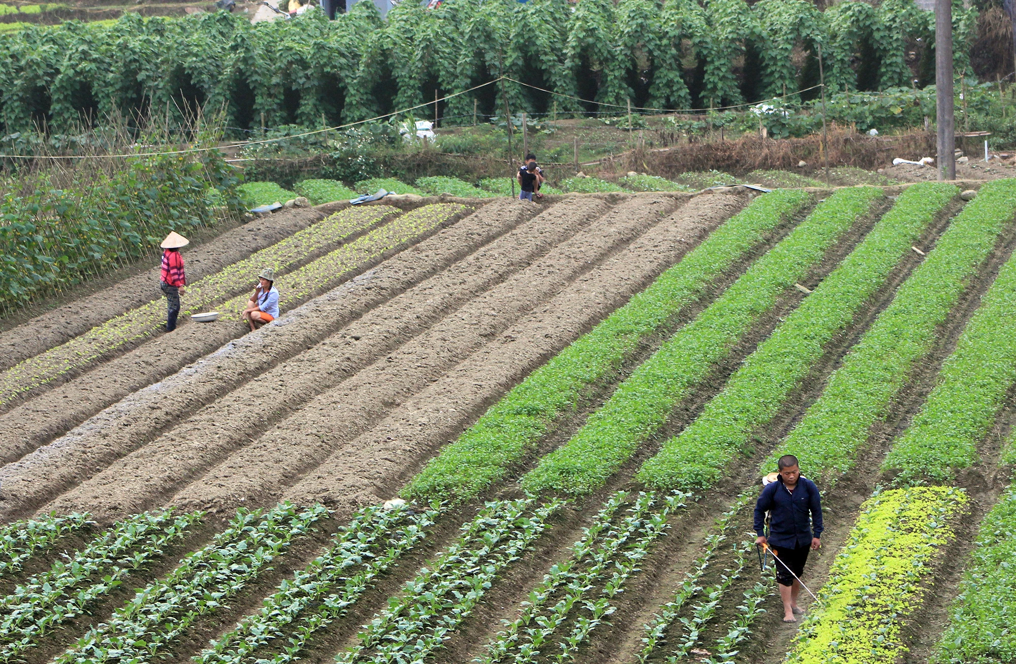 Sa Pa đào tạo lao động gắn với giải quyết việc làm ảnh 1
