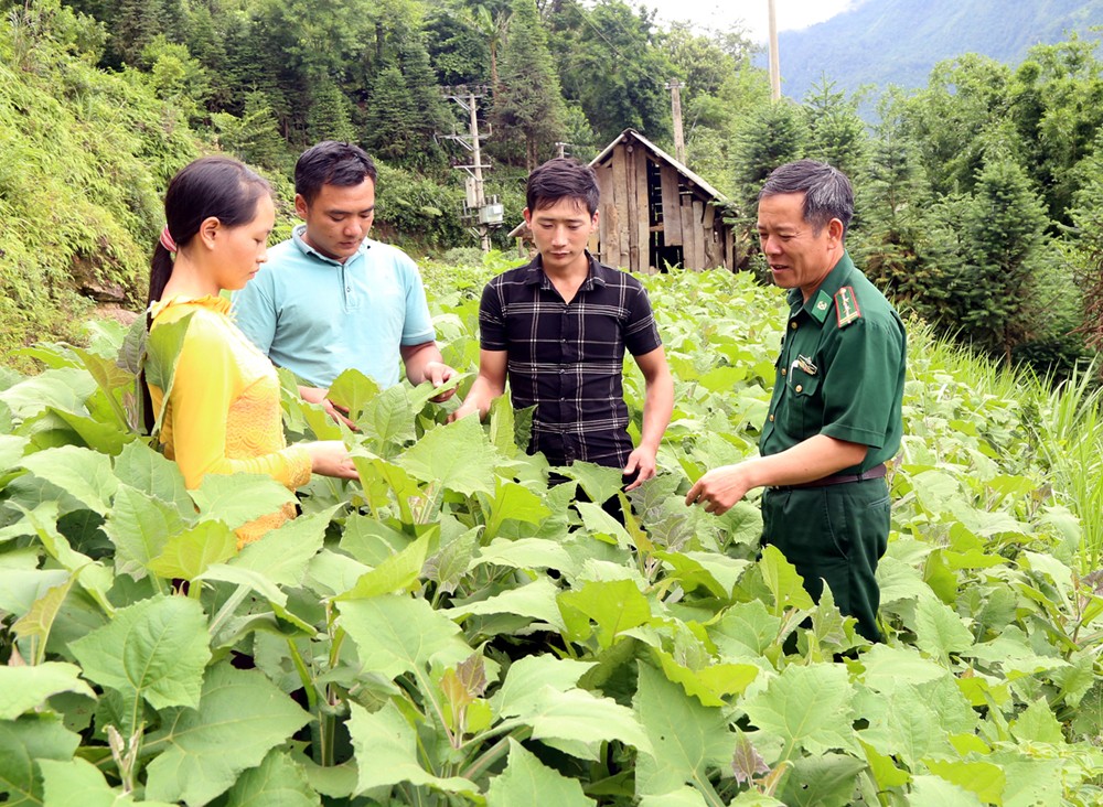 Bí thư chi bộ Vàng Sáo (áo kẻ đen) bên vườn sâm đất trồng ở Hồng Ngài. Ảnh: TL