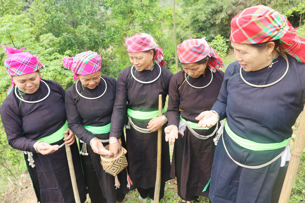 Trên các sườn núi cao, người dân hối hả vào vụ. Nông cụ sau thời gian dài "nghỉ ngơi" được rèn sắc để vào vụ mới. Phát quang nương rẫy, làm đất là khâu quan trọng cần đến sức khỏe của nam giới. Người Dao đỏ xã Dền Sáng (Bát Xát) gieo trồng vụ mới. Nông dân xã Cốc Ly (Bắc Hà) đổi công giúp nhau trồng ngô. Chủ yếu được trồng trên dốc núi đá, nên các công đoạn trồng ngô được làm thủ công. Những nơi đất bằng phẳng, gần mạch nước, ngô sẽ sinh trưởng, phát triển nhanh hơn. Kiểm tra hạt trước khi xuống giống... ... tất cả cho một mùa vụ bội thu. Trên các sườn núi cao, người dân hối hả vào vụ. Nông cụ sau thời gian dài "nghỉ ngơi" được rèn sắc để vào vụ mới. Phát quang nương rẫy, làm đất là khâu quan trọng cần đến sức khỏe của nam giới. Người Dao đỏ xã Dền Sáng (Bát Xát) gieo trồng vụ mới. Nông dân xã Cốc Ly (Bắc Hà) đổi công giúp nhau trồng ngô. Chủ yếu được trồng trên dốc núi đá, nên các công đoạn trồng ngô được làm thủ công. Những nơi đất bằng phẳng, gần mạch nước, ngô sẽ sinh trưởng, phát triển nhanh hơn. Kiểm tra hạt trước khi xuống giống... ... tất cả cho một mùa vụ bội thu.