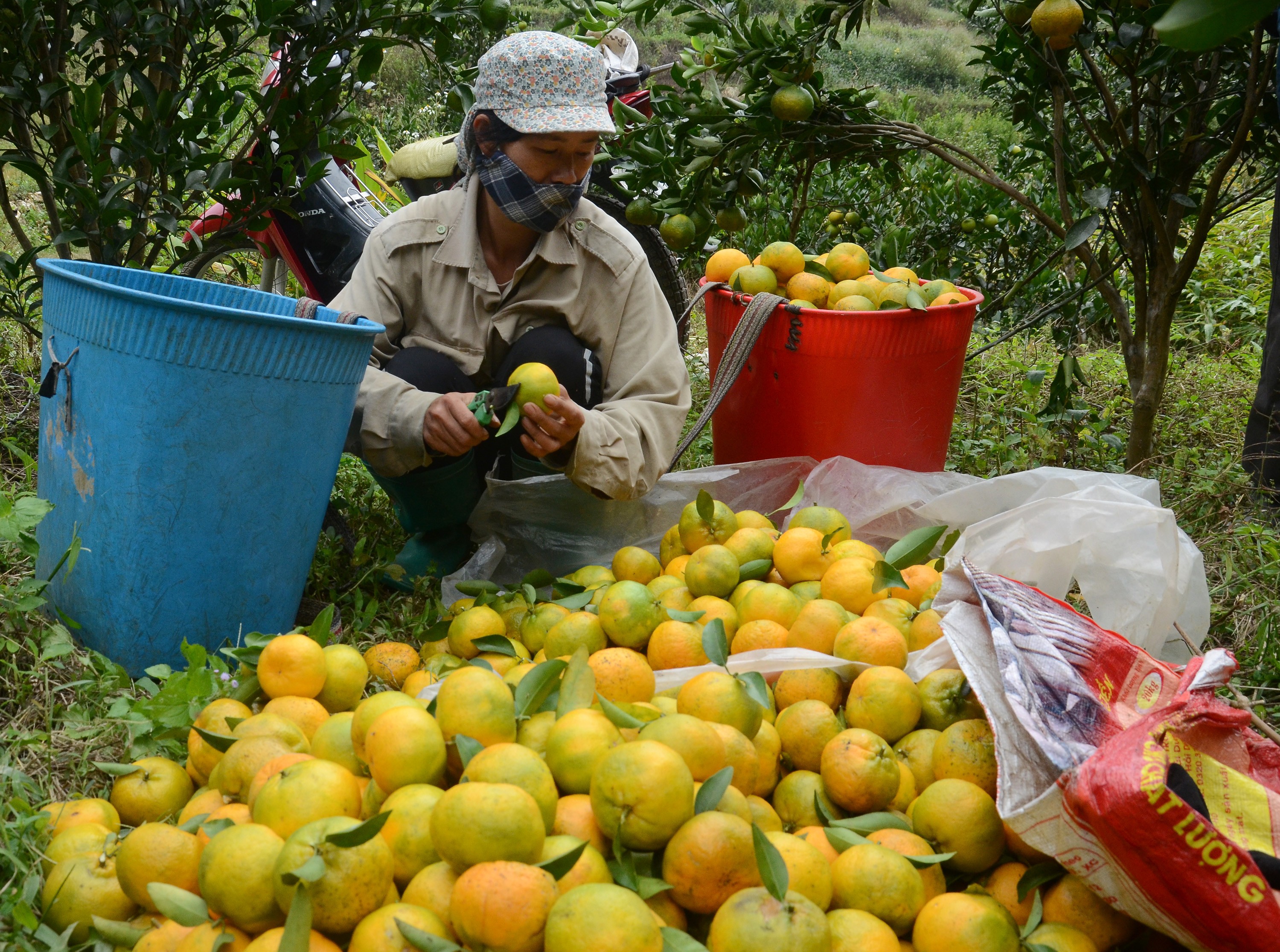 Tạo đầu ra ổn định cho quả quýt Mường Khương ảnh 2