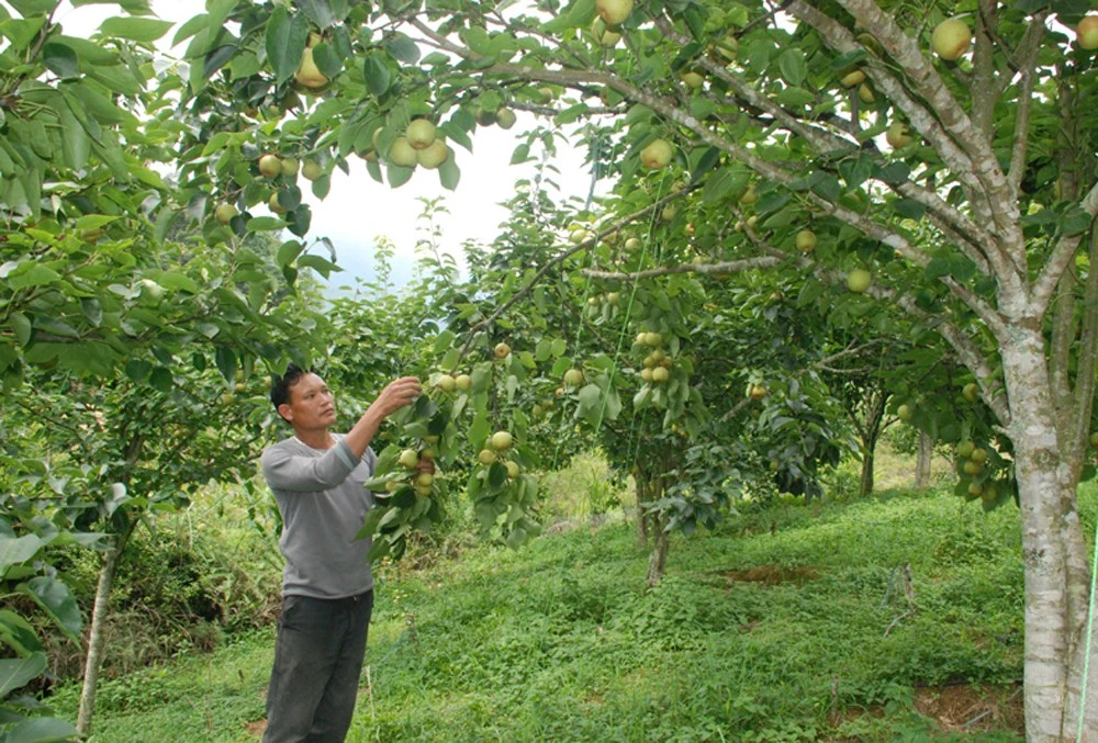 Quả lê Tai nung ở Nậm Pung được xây dựng thành sản phẩm OCOP.
